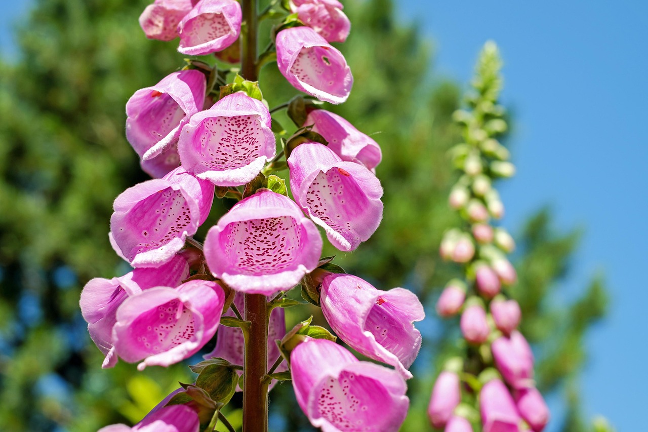 Stijlvolle verticale tuin met kruiden en bloemen. Stijlvolle verticale tuin met kruiden en bloemen.