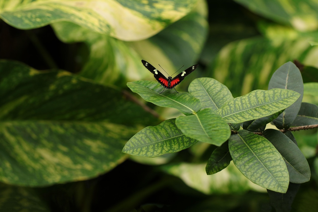 Zwembad omringd door tropische planten.