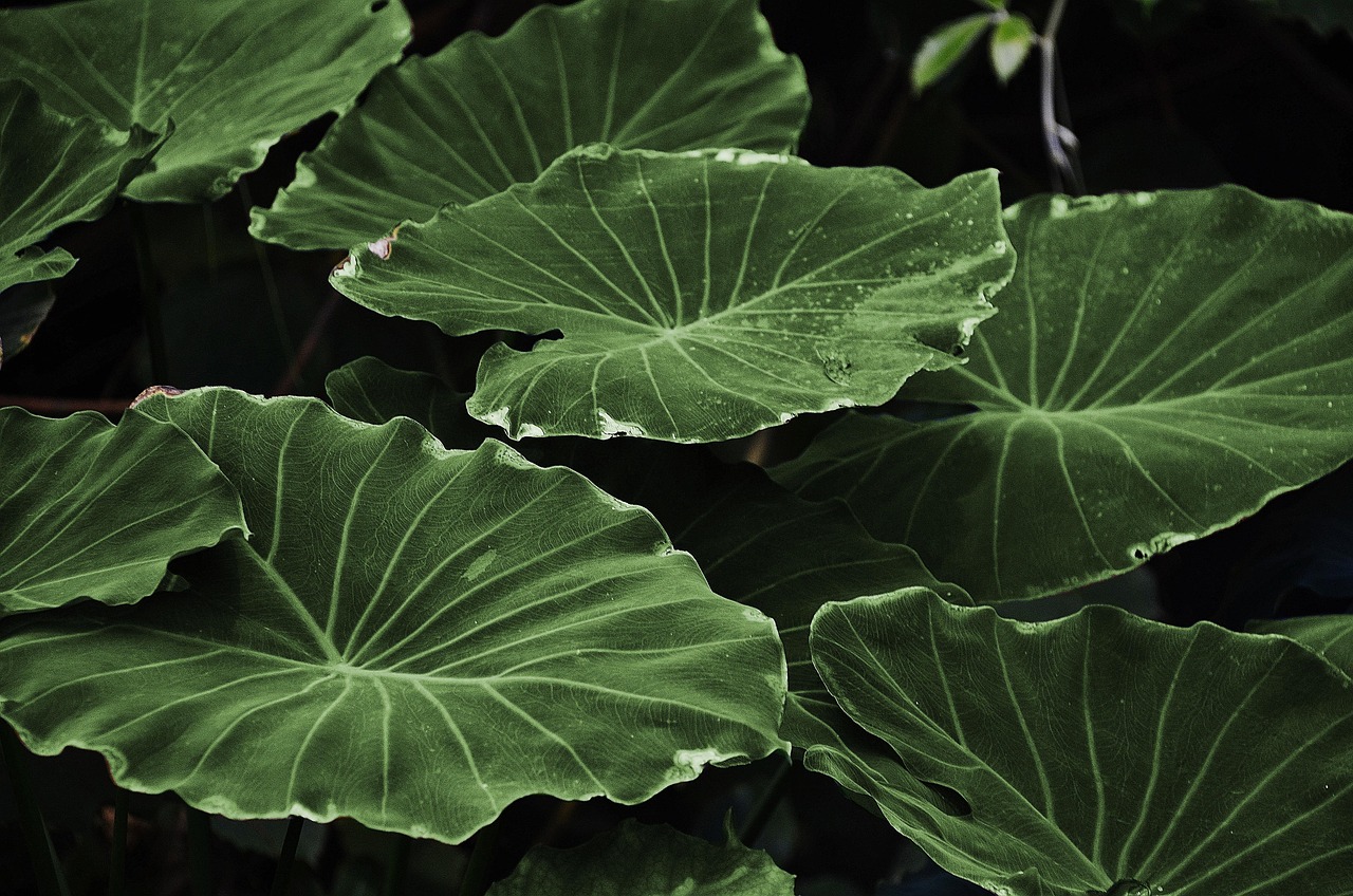 Meditatieve stenen pad tussen groene wellness elementen. Meditatieve stenen pad tussen groene wellness elementen.