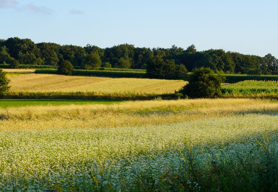 Pastelgetinte wolkenluchten boven vredig landschap.