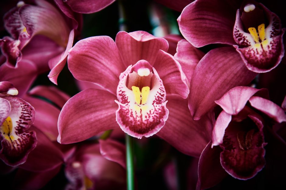 Keuken met accentmuur in radiant orchid.