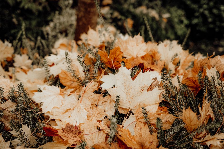 Vers verzamelde herfstbladeren op buitenkeukenplank. Vers verzamelde herfstbladeren op buitenkeukenplank.
