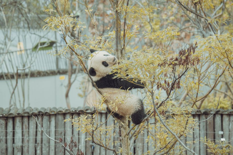 Slapende panda tegen minimalistische achtergrond. Slapende panda tegen minimalistische achtergrond.