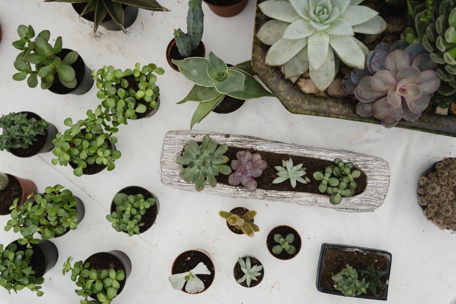 Verschillende succulenten tegen rustiek houtmotief achterwand. Verschillende succulenten tegen rustiek houtmotief achterwand.